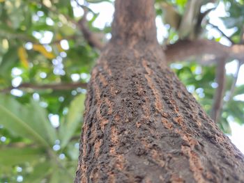 Low angle view of tree trunk in forest