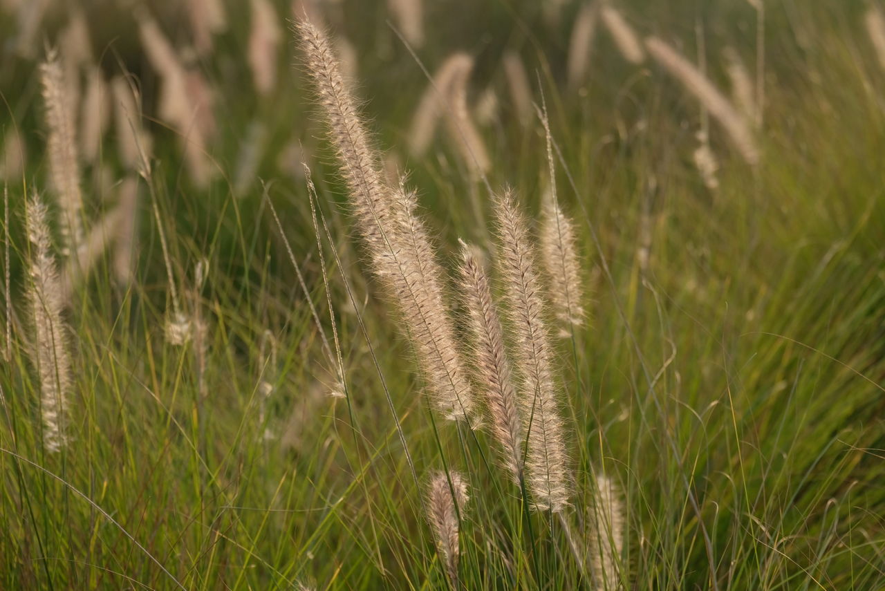 CLOSE-UP OF REED GRASS GROWING IN FIELD