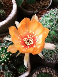 High angle view of orange flower pot