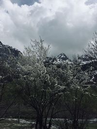 View of cherry blossom tree against sky