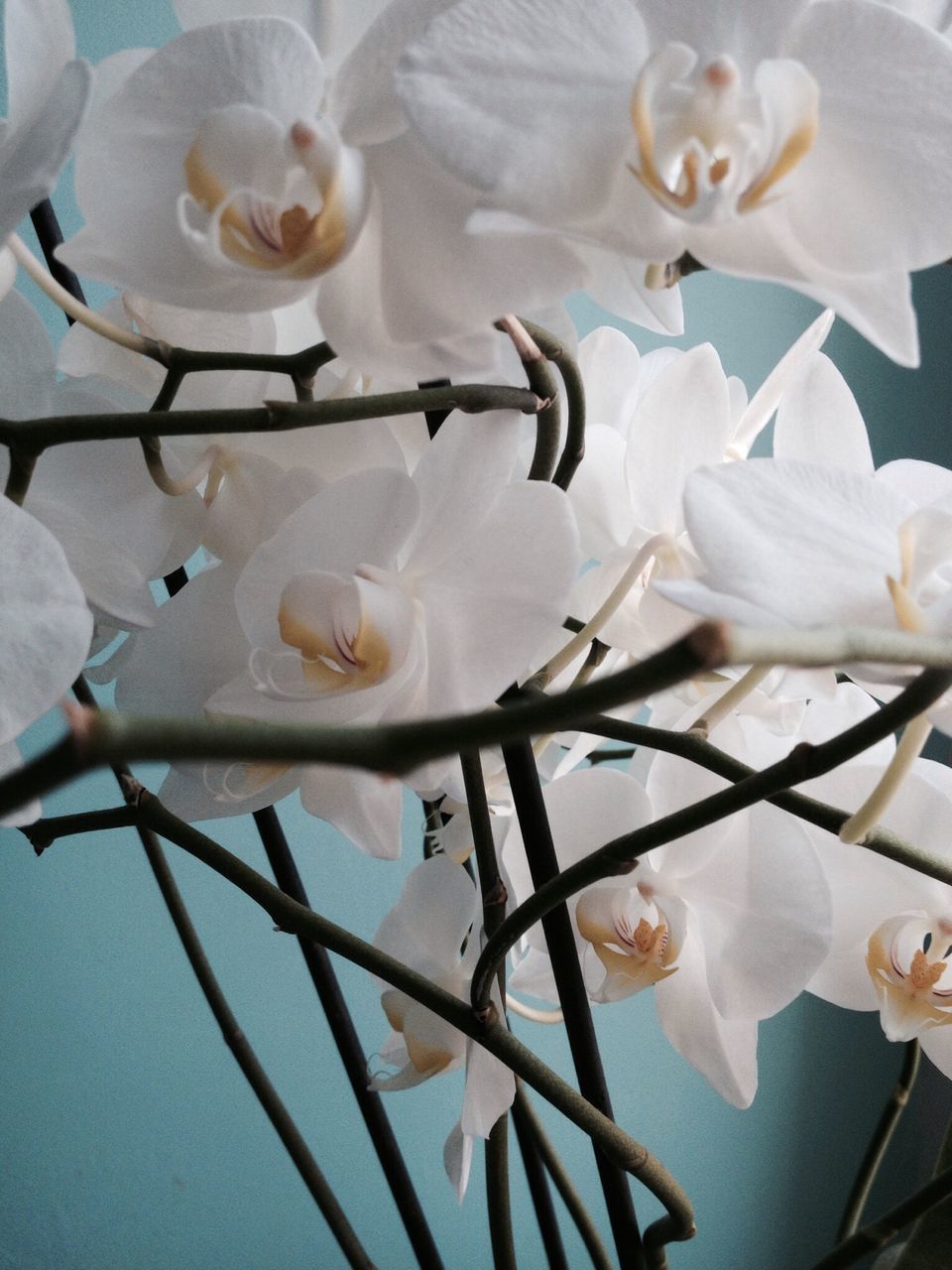 white color, flower, petal, fragility, close-up, freshness, white, indoors, no people, day, flower head, nature, low angle view, decoration, beauty in nature, still life, sunlight, focus on foreground, high angle view