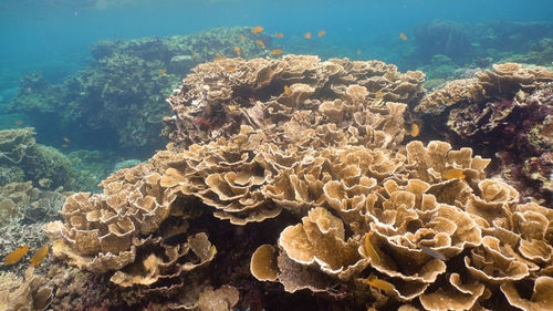 Tropical fish on a coral reef. wonderful and beautiful underwater world with corals 