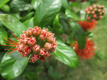 Close-up of red flowering plant