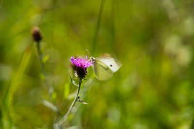 Close-up of butterfly pollinating on purple flower