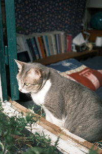 Close-up of cat