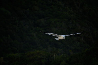 Seagull flying in a forest