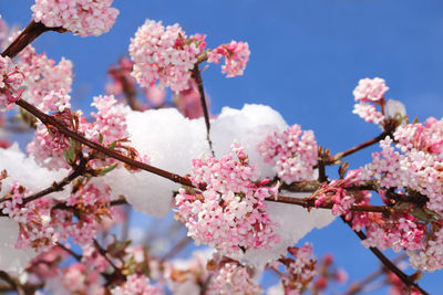 Low angle view of cherry blossom