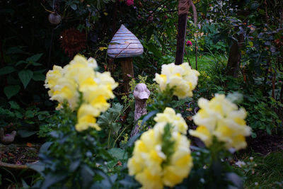 Close-up of yellow flowers growing on plant