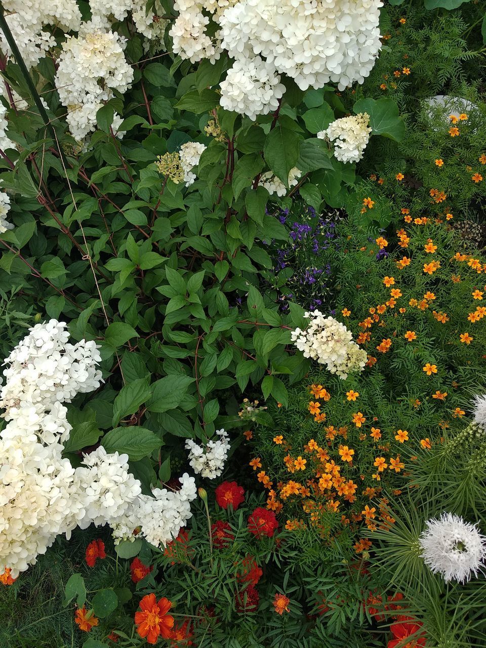 VIEW OF WHITE FLOWERING PLANT ON FIELD