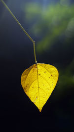 Close-up of yellow leaf
