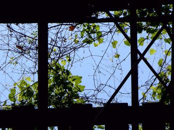 Low angle view of trees against sky