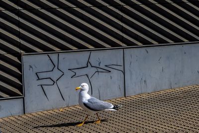 Seagull perching on wall