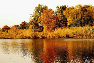 Reflection of trees in lake