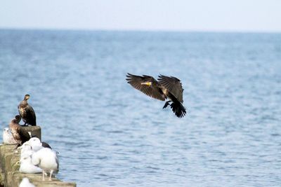 Seagulls flying over sea