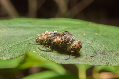 Close-up of fly on leaf