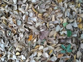 Full frame shot of dry leaves