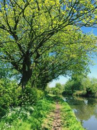 Scenic view of canal amidst trees against sky