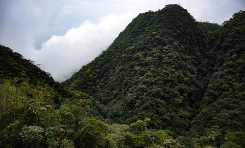 Low angle view of trees