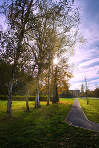 Trees growing on landscape against sky