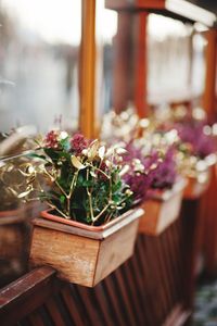 Close-up of potted plant