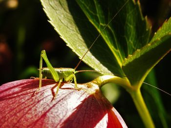 Close-up of insect on leaf