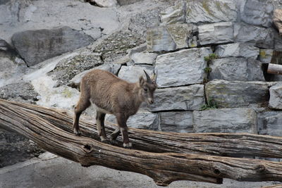 Cat standing on stone wall