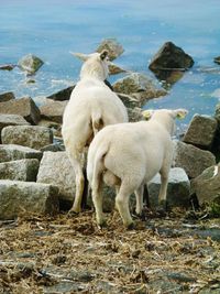 Sheep standing on shore
