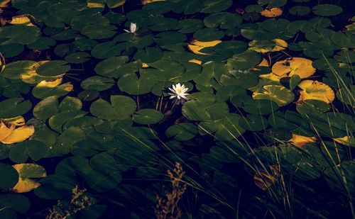 Close-up of leaves in pond