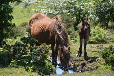 Horse standing on field