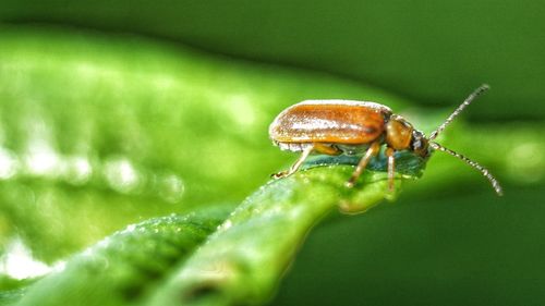 Close-up of insect on leaf