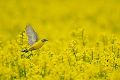 Close-up of yellow flowering plant on field