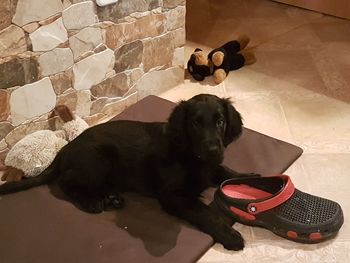 Portrait of dog sitting on floor against wall