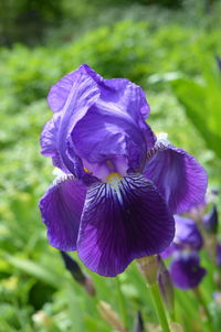 Close-up of purple flower blooming outdoors