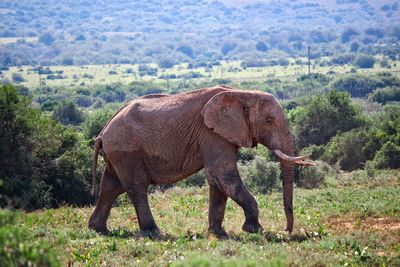 Elephant standing in a forest