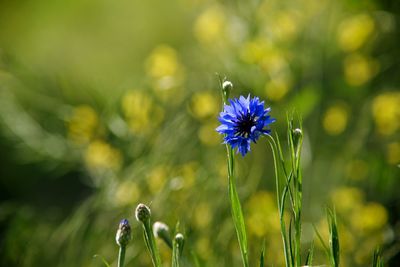 Cornflower against yellow flowers