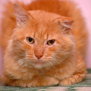 Close-up portrait of cat