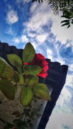 Close-up of pink flowering plant against cloudy sky