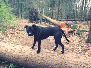 Full length of a cat on tree stump