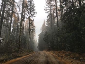 Road amidst trees in forest against sky