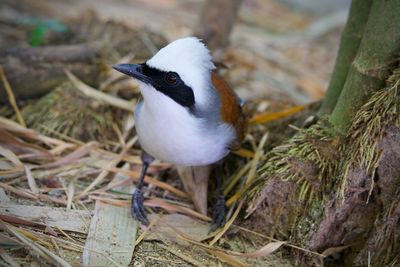 High angle view of bird perching on land