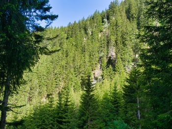 View of pine trees in forest