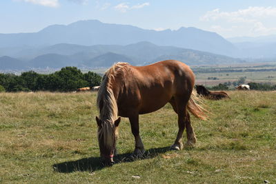 Horse standing on field against mountain range