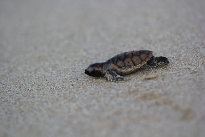 High angle view of insect on sand