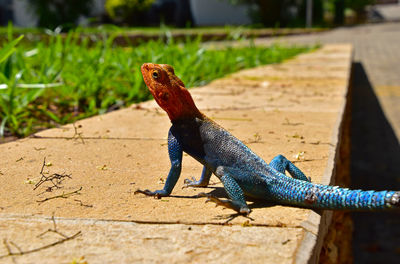 Close-up of lizard on ground