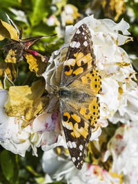 Close-up of butterfly pollinating on flower