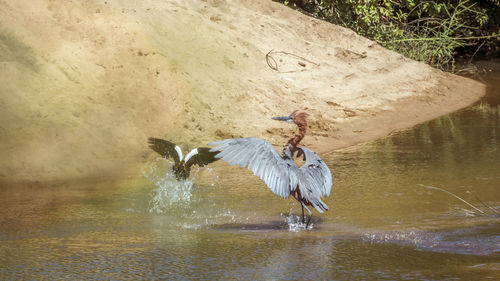 Bird flying over lake