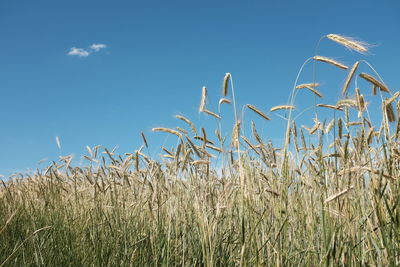 Wheat growing on agricultural field against blue sky