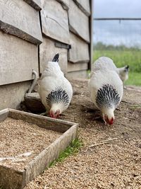 Two birds on the wall