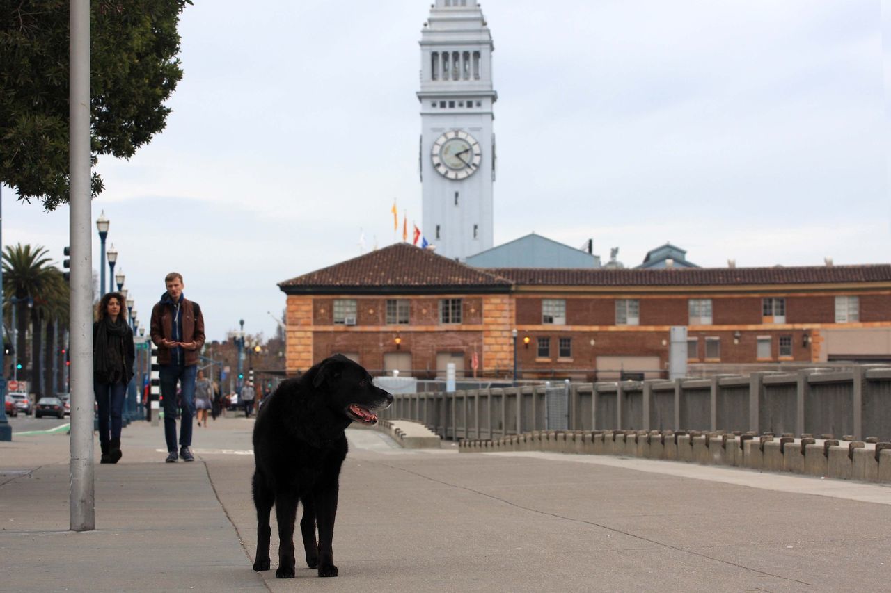 building exterior, architecture, built structure, one animal, real people, dog, full length, outdoors, domestic animals, pets, day, sky, walking, mammal, leisure activity, men, one person, lifestyles, city, tree, people