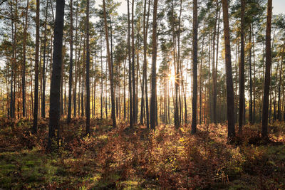 Trees in forest